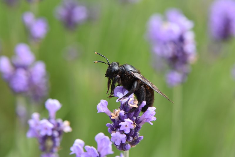 XYLOCOPE dite ABEILLE CHARPENTIERE, la plus grosse espèce européenne. 2024  ISABELLE TURBAN